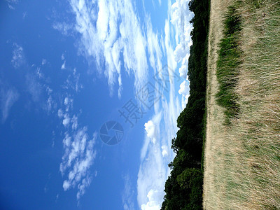 长草和蓝天空国家植物树木绿地乡村树叶农村蓝色公园森林图片