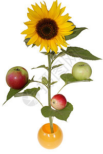 向日葵太阳叶子花园植物黄色食物花瓶花艺玻璃圆形图片