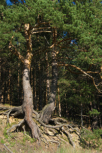 有弯曲根的松树旅行植物树干针叶树木荒野远足活力树桩生活图片