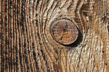 nob 点数戒指木头木材宏观锯齿年轮笨蛋材料图片