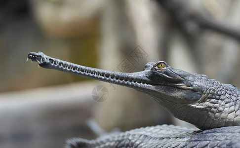 印地那瓜维亚眼睛爬行者牙齿爬虫河豚爬行动物威胁物种濒危鳄鱼图片