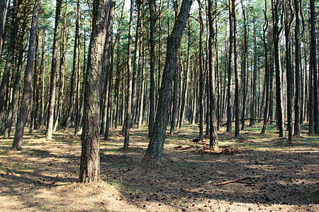 松林林树木公园树干环境林地风景荒野远足晴天松树图片