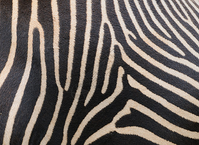 斑斑皮动物园毛皮野生动物黑色动物斑马线条头发皮肤条纹图片