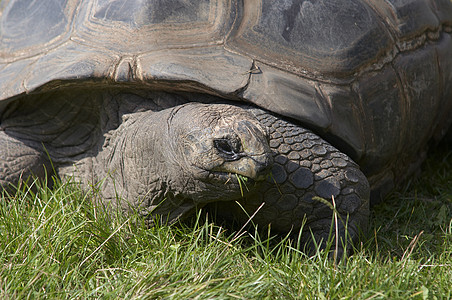 巨龟爬虫爬行动物爬行者乌龟陆龟动物甲壳背景图片