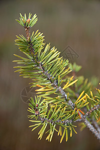 松针针环境生态植物松树宏观针叶枝条绿色季节树木图片