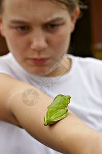 女孩臂上绿树青蛙图片