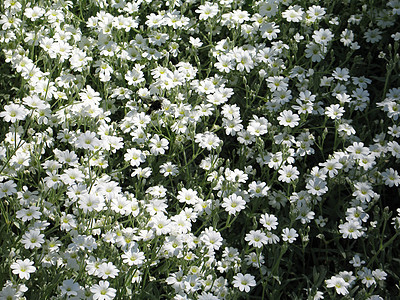 白花花母亲叶子花瓣公园白色生长场地花园植物图片