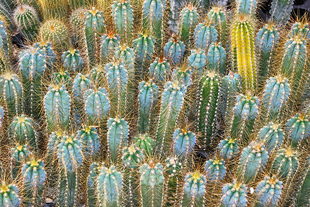 Cacti 托儿所宏观脊柱花园黏土植物植物学生长情调异国沙漠图片