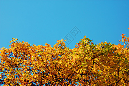 园圃和林林 秋天有金枣树叶木头阳光季节金子公园小路叶子太阳晴天假期图片