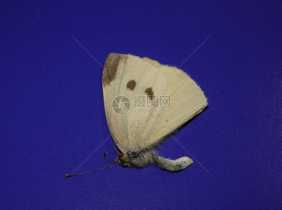蝴蝶翅膀白色图片