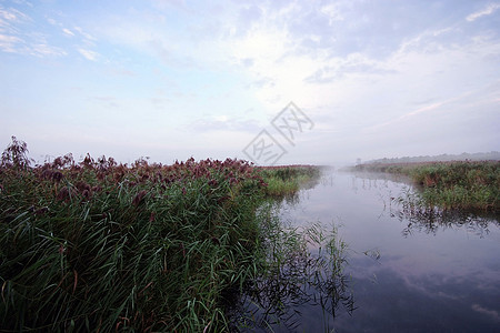 米丝湖娱乐海岸线树木海岸石头森林自然银行边缘支撑图片