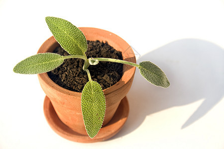 年龄调味品烹饪叶子植物草本植物栽培食品黏土树叶丹参图片