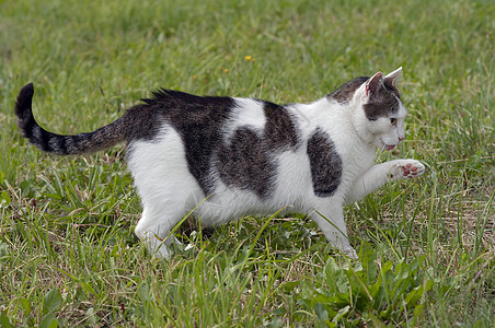 狩猎猫宠物猫科动物野猪哺乳动物图片