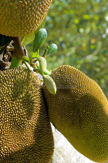 Jackfruit 粗金刚石美食气候太阳异国文化甜食种子生活方式热带天气图片
