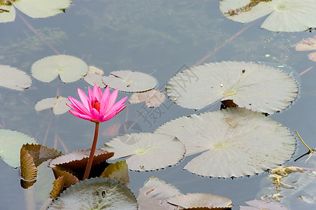 莲花花池塘图案叶子粉色红色绿色花卉花园植物荷花图片