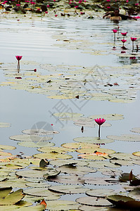 莲田池花园植物叶子花卉白色红色花瓣粉色花头池塘图片