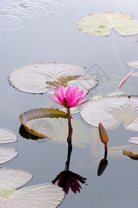 莲花花池塘植物花园花卉红色荷花叶子白色粉色花瓣图片