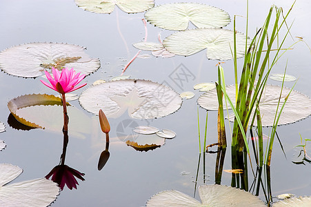 莲田池白色花卉花瓣花头绿色花园池塘粉色植物图案图片