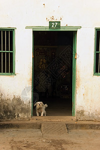 警卫护卫狗房子朋友白色宠物绿色结构天空入口建筑建筑学图片