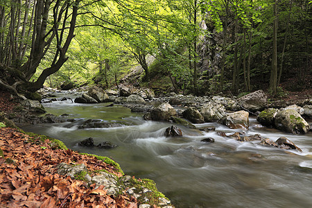 森林中的河流岩石溪流树干公园绿色悬崖树叶风景植物荒野图片