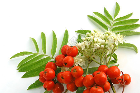 欧洲罗旺水果花束红色浆果叶子树叶花朵山灰绿色图片