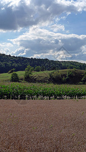 外地农作物玉米乡村绿色景观场地草药天空农业蓝色图片