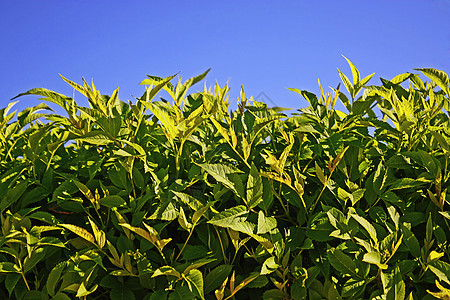 绿树叶和天空蓝色植物学植物群植物绿色图片