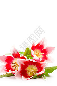 3个粉红色郁金香花瓣季节美丽宏观植物学叶子快乐花园花束礼物图片