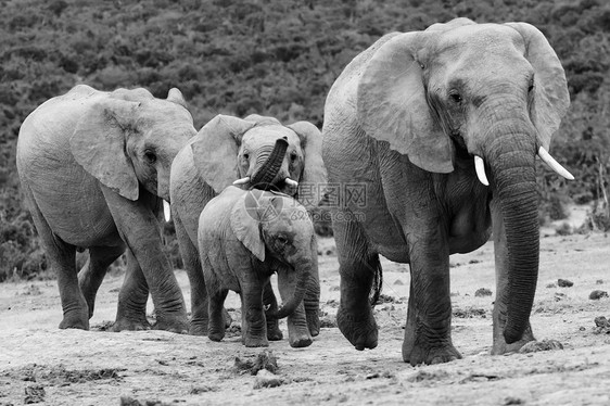 大象群獠牙荒野哺乳动物动物游乐园树干濒危照片野生动物灰色图片