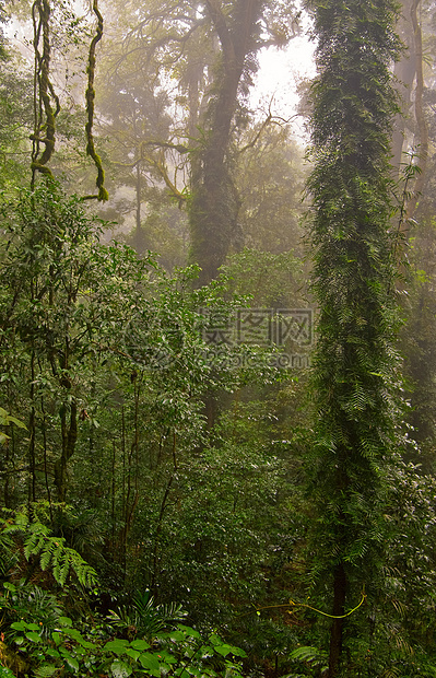 雨林树木国家环境叶子照片森林遗产热带荒野植物图片