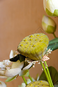 莲花花花卉红色白色粉色池塘叶子荷花植物季节花瓣图片