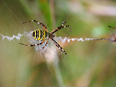 蜘蛛黑色黄色绿色网络自然猎物昆虫图片