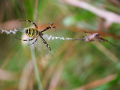 蜘蛛自然网络猎物黑色昆虫黄色绿色背景图片