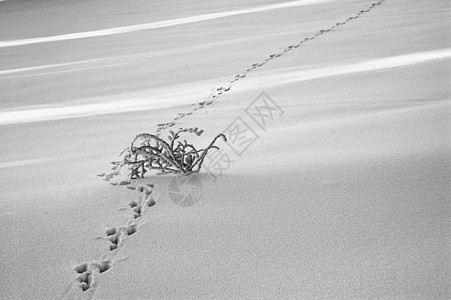 雪雪田场地脚印衬套兔子背景图片