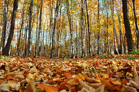 森林的秋季树木蓝色棕色树叶天空背景图片