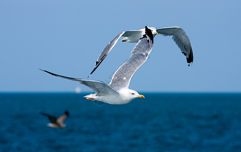 易燃海鸥蓝色野生动物自由羽毛波纹迁移翅膀航班动物天空图片