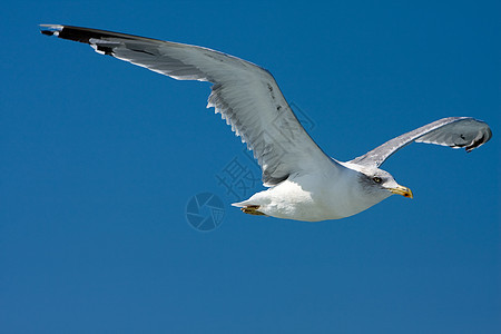 易燃海鸥鸟眼翅膀翼展野生动物蓝色账单空气航班自由迁移图片