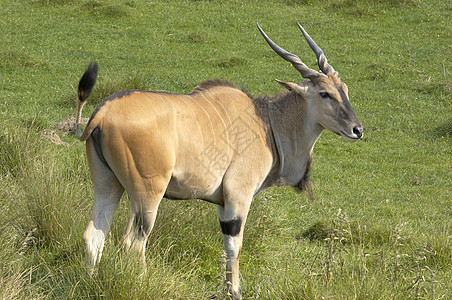 Eland 羚羊哺乳动物绿色野生动物公园家庭动物园荒野大草原图片