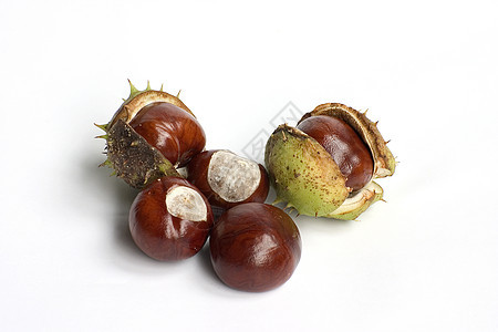 孤立的栗子特写食物宏观植物白色种子坚果棕色水果山毛榉图片