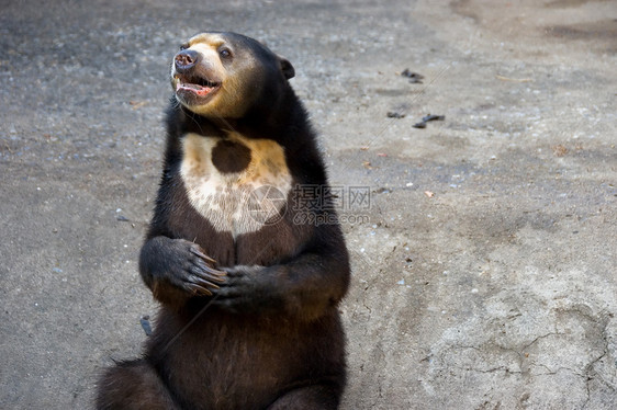 熊危险毛皮爪子动物园马来人哺乳动物马来熊棕色黑色图片