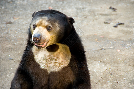 熊动物园棕色毛皮马来熊马来人哺乳动物黑色危险爪子图片
