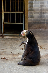 熊爪子哺乳动物棕色毛皮马来熊动物园危险马来人黑色图片