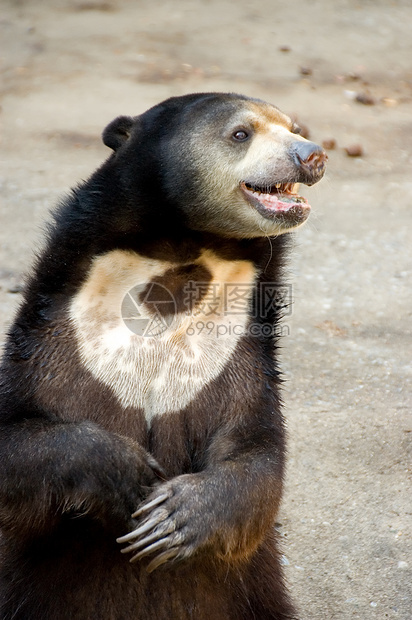 熊毛皮马来人危险棕色爪子马来熊哺乳动物动物园黑色图片