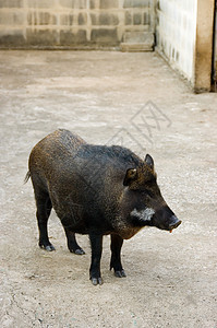 野猪猪肉动物母猪哺乳动物公猪头发小猪野生动物农场水平图片