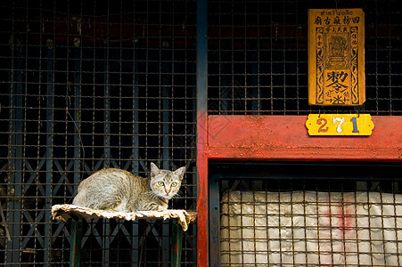 静坐猫胡须猫咪毛皮白色家畜友谊耳朵爪子小猫动物图片