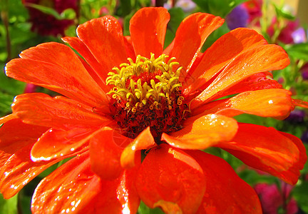 橙色花朵园艺雏菊花园绿色植物甘菊图片