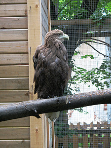 鹰荒野栅栏边界障碍棕色木头动物园野生动物安全男性图片