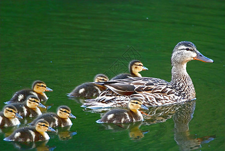 鸭子家庭鸟类小鸭子野生动物水禽母亲野鸭动物群婴儿图片
