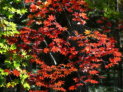 日文梅花红色绿色树叶黄色树木植物叶子季节图片