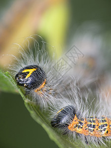 毛毛虫毛虫树干鳞翅目绿色蝴蝶野生动物动物图片